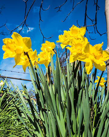 Daffodils Hayhurst Leica Q