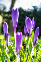Kirk Bramwith snowdrops