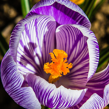 Garden crocus