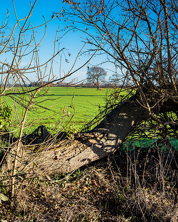 Leica Q canal walk dec16-15
