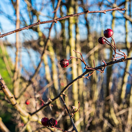 Leica Q canal walk dec16-53