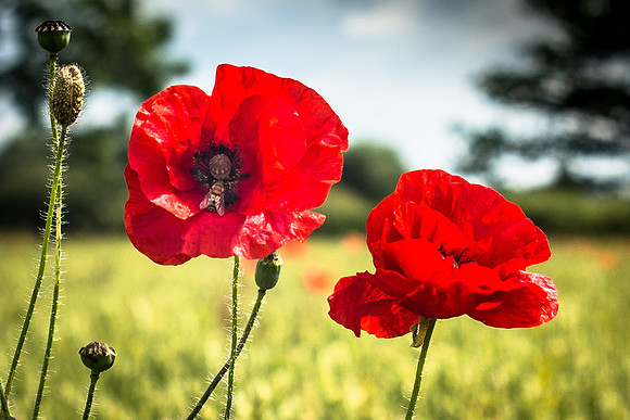 Poppies in June