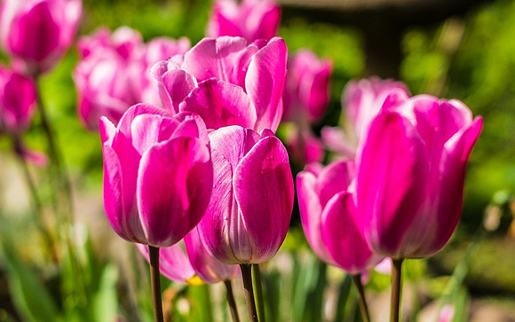 Lake District tulips