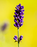 Garden lavender