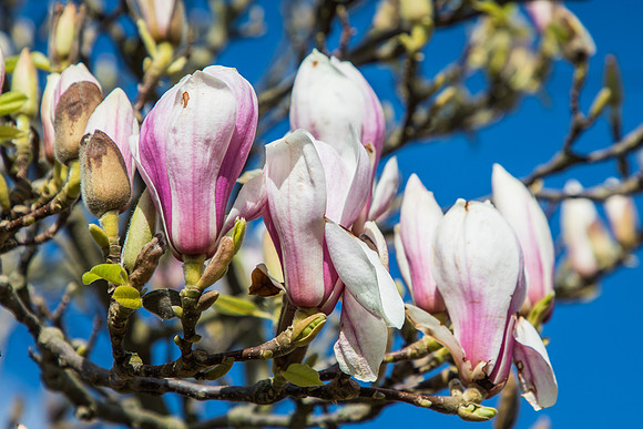 Magnolia tree
