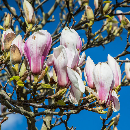 Magnolia tree 2