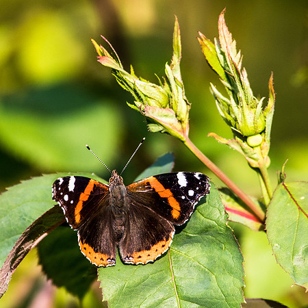 Red Admiral