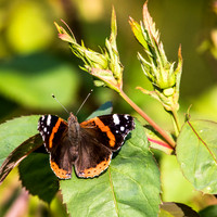 Red Admiral, Barnby Dun