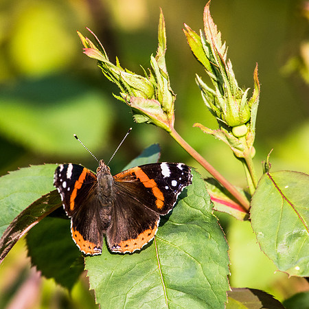Red Admiral, Barnby Dun