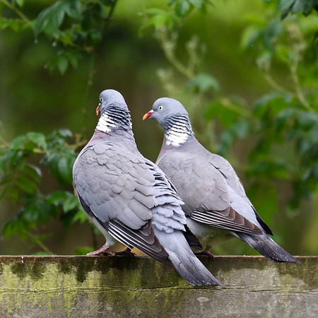 Wood pigeons in garden