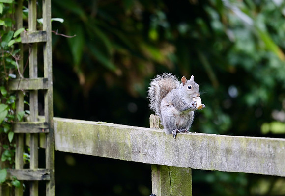 Squirrel in garden