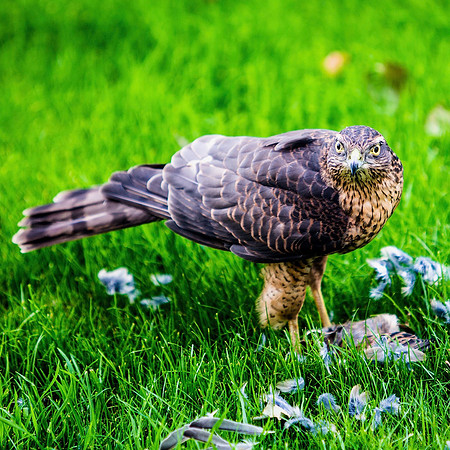 Sparrowhawk in Barnby Dun