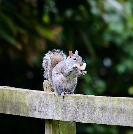 Squirrel nutkin, Barnby Dun