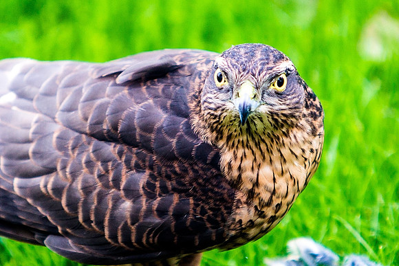 Sparrowhawk  in garden