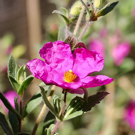 garden flower