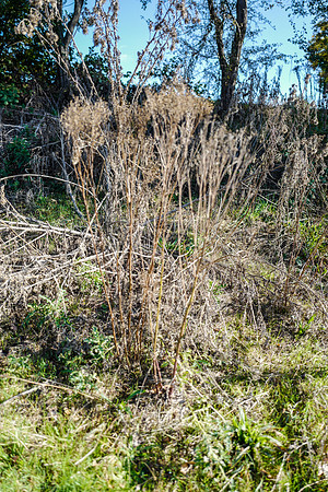 Cantley2-39