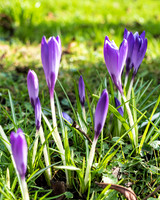 Kirk Bramwith snowdrops