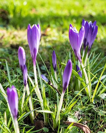 Kirk Bramwith snowdrops