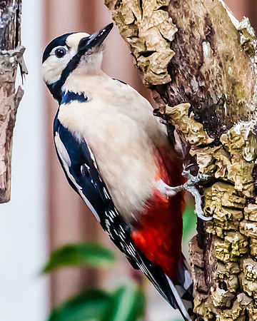Woodpecker