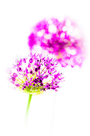 Garden Allium