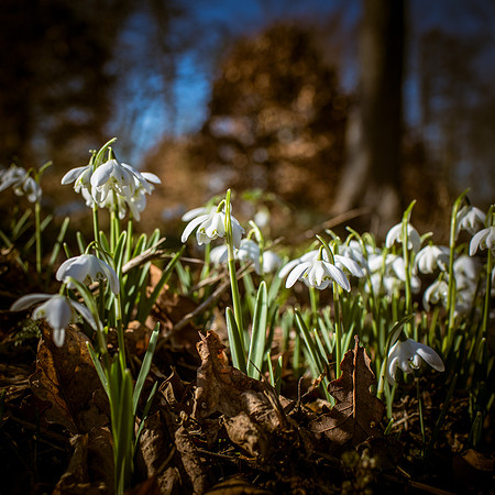 Hodsock snowdrops