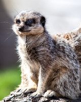 Meerkat