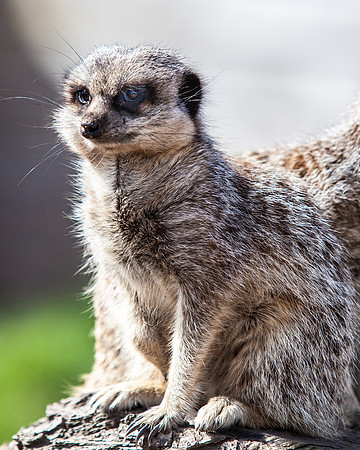 Meerkat