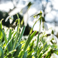 Kirk Bramwith snowdrops