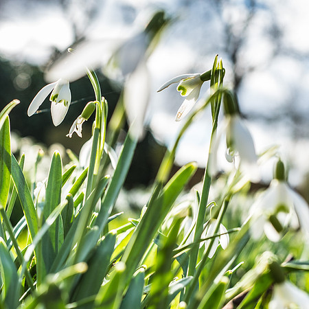 Kirk Bramwith snowdrops
