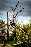 Black leopard