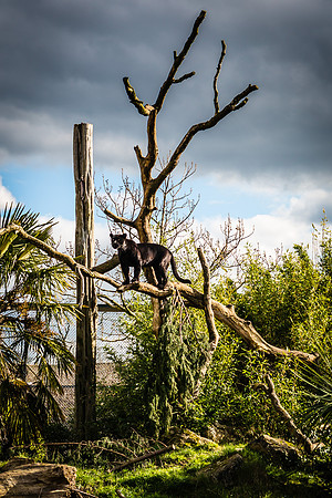 Black leopard