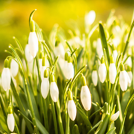 Kirk Bramwith snowdrops