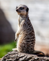 Meerkat