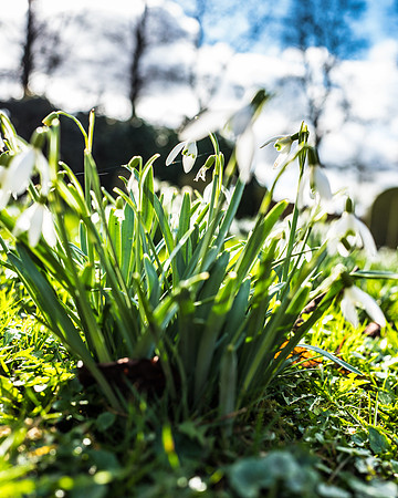 Kirk Bramwith snowdrops Feb17-5-2