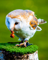 Barn owl