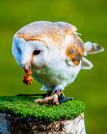 Barn owl