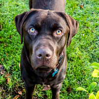 Labrador
