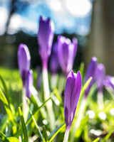 Kirk Bramwith snowdrops Feb17-15