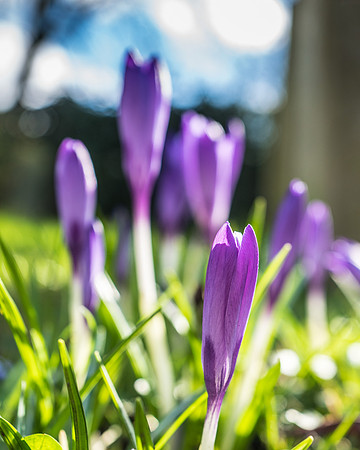 Kirk Bramwith snowdrops Feb17-15