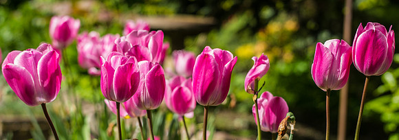 Lake Distric tulips