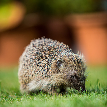 Hedgehog