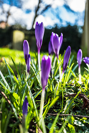 Kirk Bramwith snowdrops