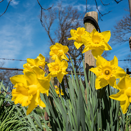 Daffodils Hayhurst 2 Leica Q