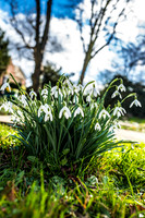 Kirk Bramwith snowdrops