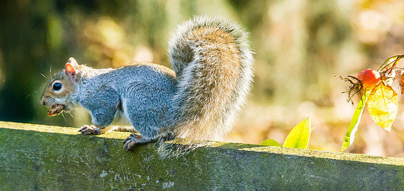 Squirrel in garden